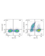 Anti-Human NCAM1/CD56 (B-A19) Proteintech  65264-1-Ig