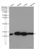 Cyclophilin A Polyclonal antibody Proteintech  10720-1-AP