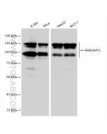 RABGAP1L Recombinant monoclonal antibody Proteintech  83698-4-RR