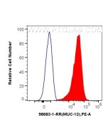 Anti-Human MUC13 Rabbit Recombinant Antibody Proteintech  98683-1-RR