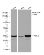 GSDMD Recombinant monoclonal antibody Proteintech  80918-1-RR
