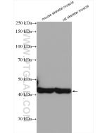 Alpha Actin Polyclonal antibody Proteintech  23660-1-AP