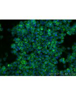 Anti-Human CD13 (WM15) Mouse IgG2a Recombinant Antibody Proteintech  65633-1-MR