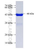 Recombinant human PPP1CB protein Ag0183 proteintech