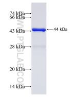 Recombinant human CFLAR protein Ag0593 proteintech