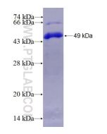 Recombinant human BAP1 protein Ag0597 proteintech