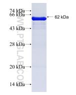 Recombinant human Calnexin protein Ag0697 proteintech