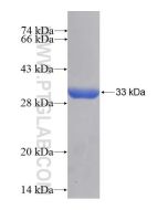 Recombinant human CA13 protein Ag10059 proteintech