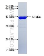 Recombinant human ATL3 protein Ag10248 proteintech