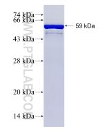 Recombinant human STX1B protein Ag10275 proteintech