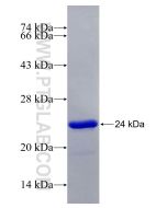 Recombinant human CAPS protein Ag10330 proteintech