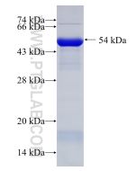 Recombinant human CC2D1A protein Ag10363 proteintech