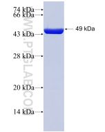 Recombinant human Pre IL-18 protein Ag1063 proteintech