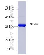 Recombinant human BPGM protein Ag10731 proteintech