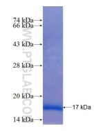 Recombinant human NDUFA2 protein Ag10865 proteintech