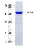 Recombinant human SPATA22 protein Ag11011 proteintech