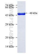 Recombinant human MRPS27 protein Ag11047 proteintech