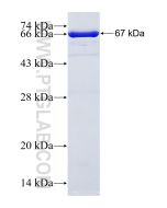 Recombinant human MAPK11 protein Ag11184 proteintech