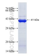 Recombinant human CPNE7 protein Ag11313 proteintech
