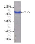 Recombinant human ACADL protein Ag11330 proteintech