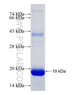 Recombinant human MTHFD2L protein Ag11470 proteintech