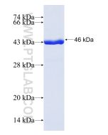 Recombinant human SAT1 protein Ag1154 proteintech