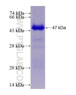 Recombinant human SMYD4 protein Ag11552 proteintech