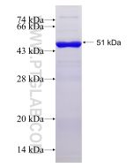 Recombinant human CABP7 protein Ag11654 proteintech