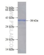 Recombinant human MIOX protein Ag11740 proteintech