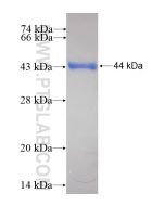 Recombinant human USP28 protein Ag11805 proteintech
