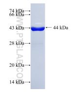 Recombinant human LCN15 protein Ag11908 proteintech