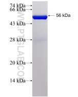 Recombinant human HO-1 protein Ag1190 proteintech