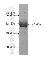 Recombinant human ICAM3 protein Ag11955 proteintech
