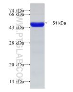 Recombinant human INPP5E protein Ag11959 proteintech