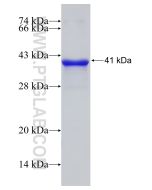 Recombinant human VASN protein Ag12043 proteintech