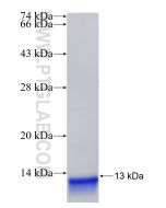 Recombinant human SERP1 protein Ag12087 proteintech