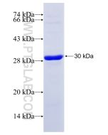Recombinant human RPS8 protein Ag12230 proteintech