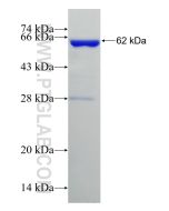 Recombinant human RFC4 protein Ag1234 proteintech
