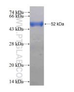 Recombinant human RAB3C protein Ag1241 proteintech