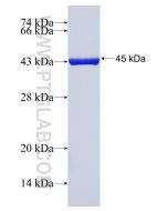 Recombinant human ARF1 protein Ag1244 proteintech