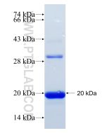 Recombinant human CREBL2 protein Ag12492 proteintech