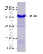 Recombinant human C7 protein Ag12552 proteintech