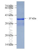 Recombinant human OTOR protein Ag12714 proteintech