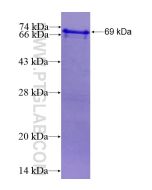 Recombinant human KIAA0652 protein Ag13090 proteintech