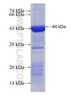Recombinant human PLD1 protein Ag13227 proteintech