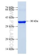 Recombinant human UQCRFS1 protein Ag13307 proteintech