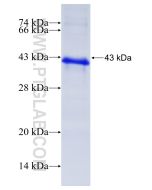 Recombinant human FURIN protein Ag13313 proteintech