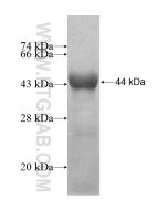 Recombinant human FUT10 protein Ag13415 proteintech