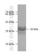 Recombinant human FUNDC2 protein Ag13800 proteintech