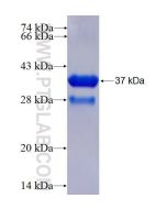 Recombinant human SUMO2/3 protein Ag1388 proteintech